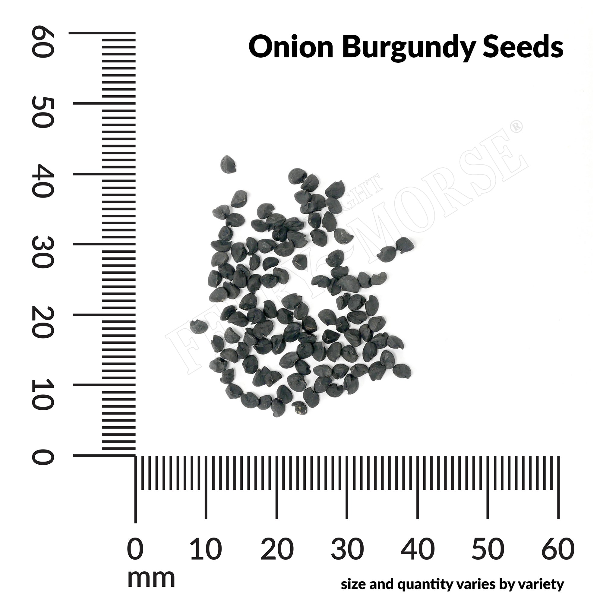Onion burgundy seed spill and measurement